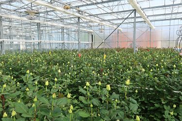 Fotorundgang 5 / 2022 Straelen