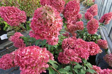 Fotorundgang 9 / 2022 Straelen