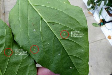 Fotorundgang 4 / 2023 Straelen