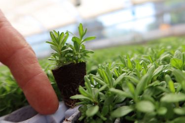 Fotorundgang 5 / 2023 Straelen