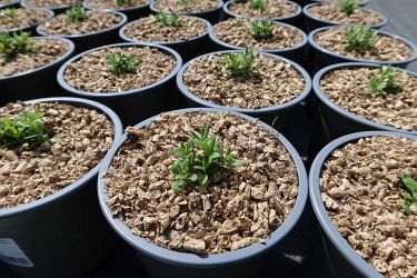 Fotorundgang 5 / 2023 Straelen