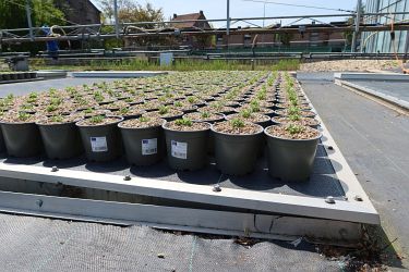 Fotorundgang 5 / 2023 Straelen