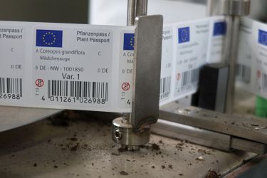 Fotorundgang 5 / 2023 Straelen