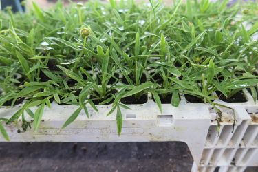 Fotorundgang 5 / 2023 Straelen