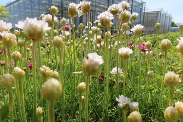 Fotorundgang 5 / 2023 Straelen