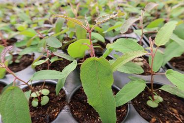 Fotorundgang 5 / 2023 Straelen