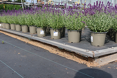 Fotorundgang 7 / 2023 Straelen