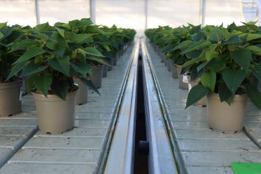 Fotorundgang 09 / Straelen