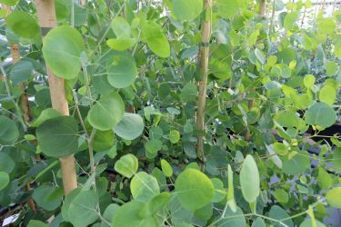 Fotorundgang 09 / Straelen