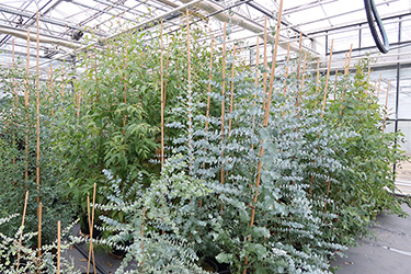 Fotorundgang 11 / Straelen