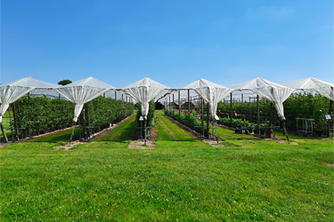 Fotorundgang Juni 2024 durch das Versuchszentrum Gartenbau in Köln-Auweiler