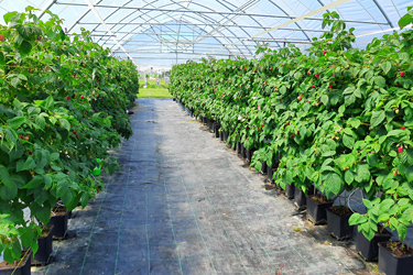 Fotorundgang Juni 2024 durch das Versuchszentrum Gartenbau in Köln-Auweiler