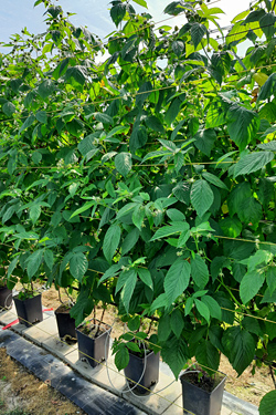 Fotorundgang Juni 2024 durch das Versuchszentrum Gartenbau in Köln-Auweiler