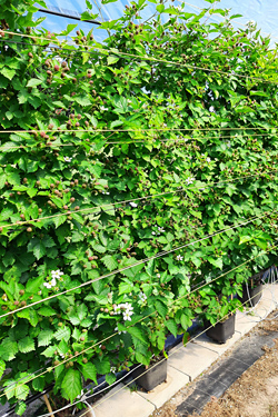 Fotorundgang Juni 2024 durch das Versuchszentrum Gartenbau in Köln-Auweiler