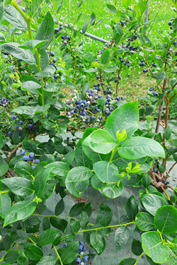 Fotorundgang Juni 2024 durch das Versuchszentrum Gartenbau in Köln-Auweiler