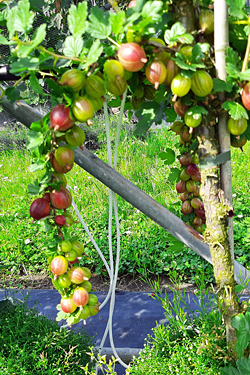 Fotorundgang Juni 2024 durch das Versuchszentrum Gartenbau in Köln-Auweiler