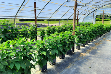 Fotorundgang Juni 2024 durch das Versuchszentrum Gartenbau in Köln-Auweiler