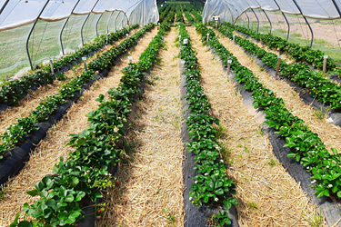 Fotorundgang Juni 2024 durch das Versuchszentrum Gartenbau in Köln-Auweiler
