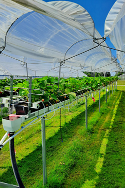 Fotorundgang Juni 2024 durch das Versuchszentrum Gartenbau in Köln-Auweiler