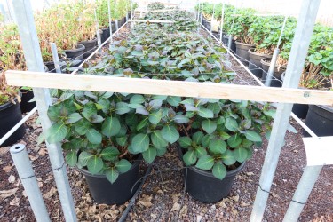 Fotorundgang 3 / 2024 Straelen