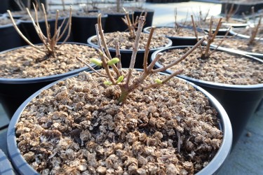 Fotorundgang 3 / 2024 Straelen