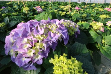 Fotorundgang 3 / 2024 Straelen