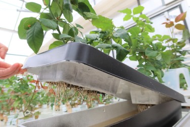 Fotorundgang 5 / 2024 Straelen