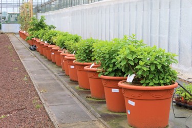 Fotorundgang 5 / 2024 Straelen