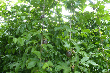 Fotorundgang 6 / 2024 Straelen