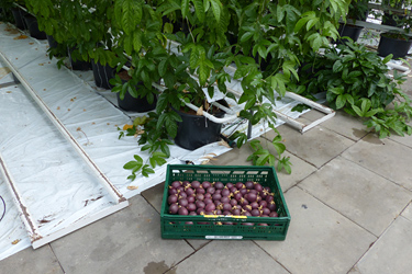 Fotorundgang 6 / 2024 Straelen