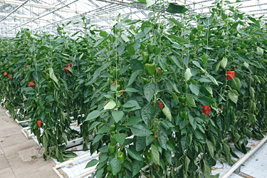 Fotorundgang 6 / 2024 Straelen