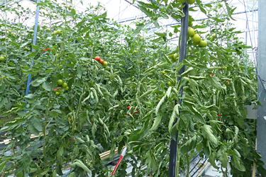 Fotorundgang 6 / 2024 Straelen