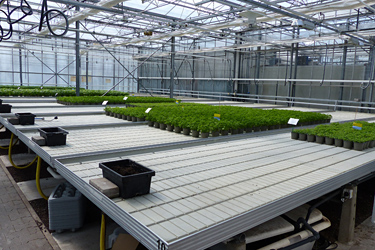 Fotorundgang 6 / 2024 Straelen