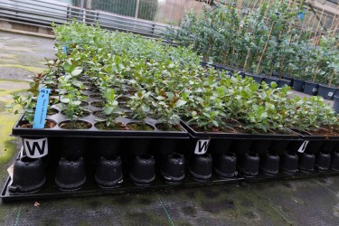 Fotorundgang 7 / 2024 Straelen