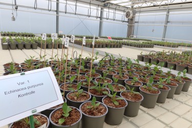 Fotorundgang 7 / 2024 Straelen