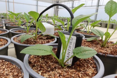 Fotorundgang 7 / 2024 Straelen