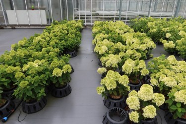 Fotorundgang 7 / 2024 Straelen