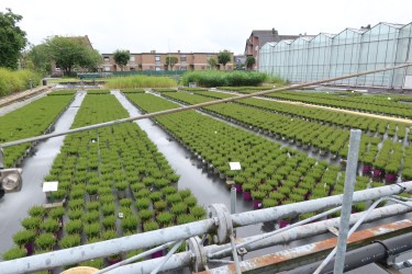 Fotorundgang 7 / 2024 Straelen