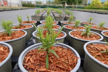 Fotorundgang 7 / 2024 Straelen