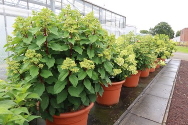 Fotorundgang 7 / 2024 Straelen