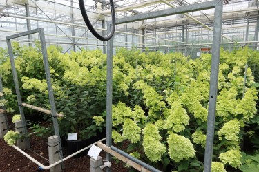 Fotorundgang 7 / 2024 Straelen