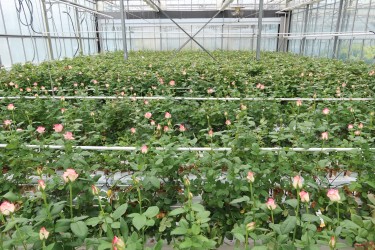 Fotorundgang 7 / 2024 Straelen