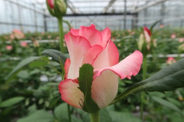 Fotorundgang 7 / 2024 Straelen