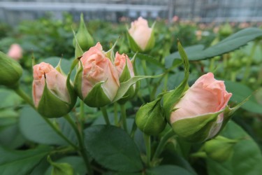 Fotorundgang 7 / 2024 Straelen