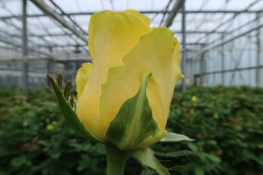 Fotorundgang 7 / 2024 Straelen