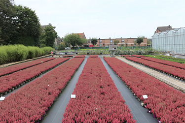 Fotorundgang 9 / 2024 Straelen