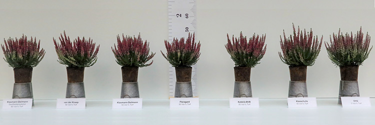 Fotorundgang 9 / 2024 Straelen