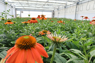 Fotorundgang 9 / 2024 Straelen