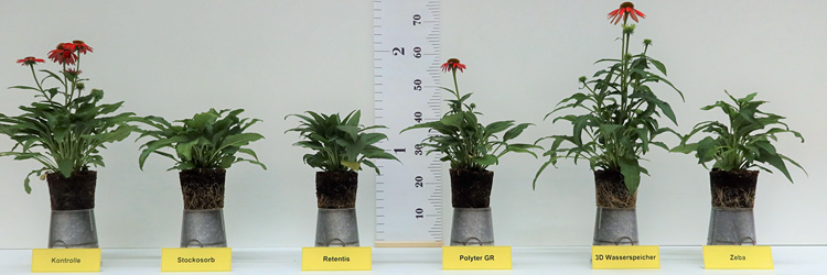 Fotorundgang 9 / 2024 Straelen