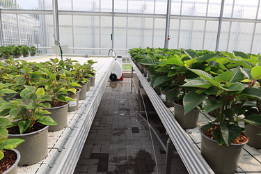 Fotorundgang 9 / 2024 Straelen